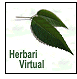 Herbari virtual de les Illes Balears