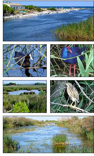 Visit the Natural Park of s'Albufera!