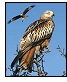 The Black Kite, a bird on the point of extinction in Mallorca