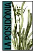 Exhibition:  The Posidonia, marine woods of Poseidon